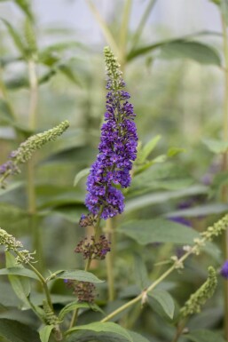 Buddleja davidii 'Empire Blue' arbuste 45-50 cm