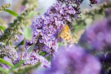Buddleja davidii 'Empire Blue' arbuste 45-50 cm