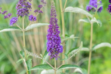 Buddleja davidii 'Empire Blue' arbuste 45-50 cm