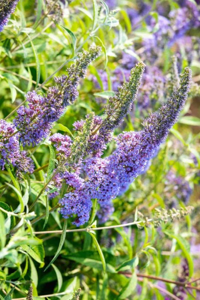 Buddleja davidii 'Empire Blue' Buddleja davidii 'Empire Blue'