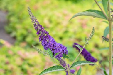 Buddleja davidii 'Empire Blue' arbuste 45-50 cm