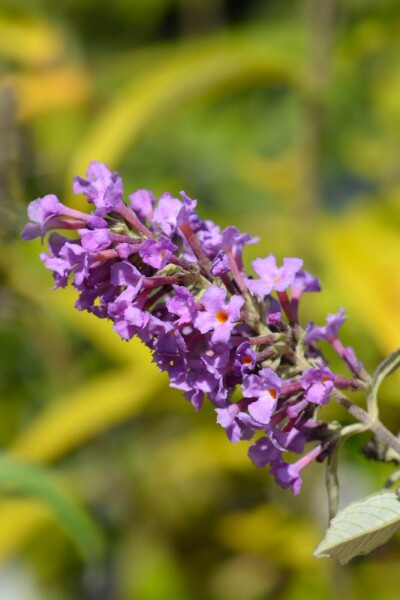 Buddleja davidii 'Free Petite Dark Pink' Buddleja davidii 'Free Petite Dark Pink'