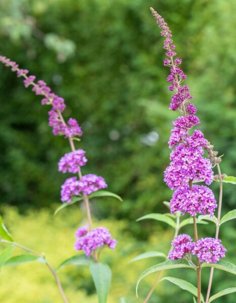 Buddleja davidii 'Ile de France' struik Buddleja davidii 'Ile de France' struik