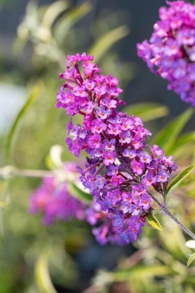 Buddleja davidii 'Nanho Purple' Buddleja davidii 'Nanho Purple'