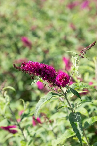 Buddleja 'Miss Ruby' Buddleja 'Miss Ruby'