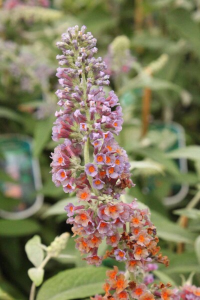 Buddleja weyeriana 'Flower Power' struik Buddleja weyeriana 'Flower Power' struik