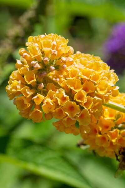 Buddleja weyeriana 'Sungold' struik Buddleja weyeriana 'Sungold' struik