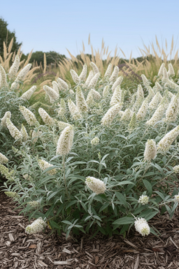 Buddleja 'White Ball' busk