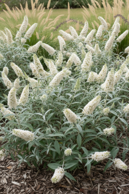 Buddleja 'White Ball' busk