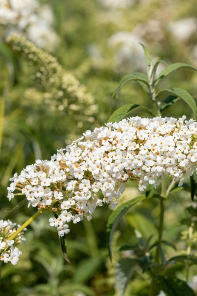 Buddleja 'White Chip' Buddleja 'White Chip'
