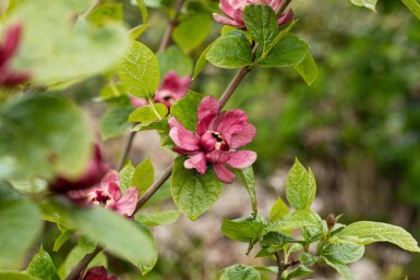 Calycanthus 'Hartlage Wine' struik 40-60 cm