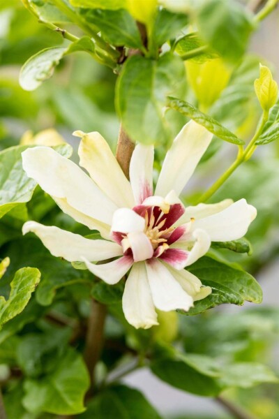 Calycanthus 'Venus' Calycanthus 'Venus'