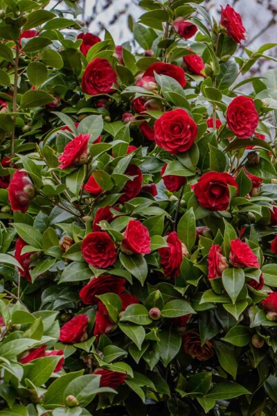 Camellia japonica 'Black Lace'