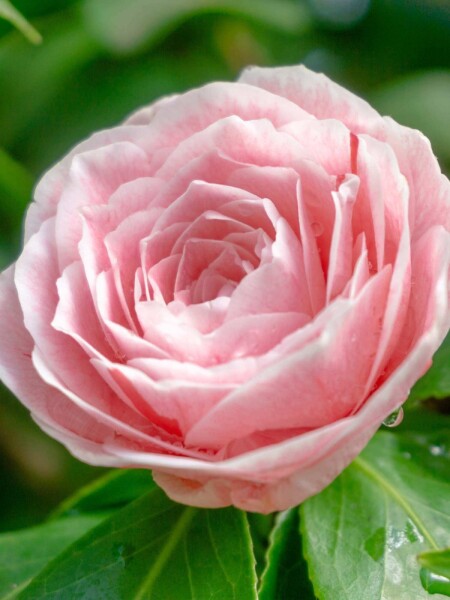 Camellia japonica 'Bonomiana' Camellia japonica 'Bonomiana'