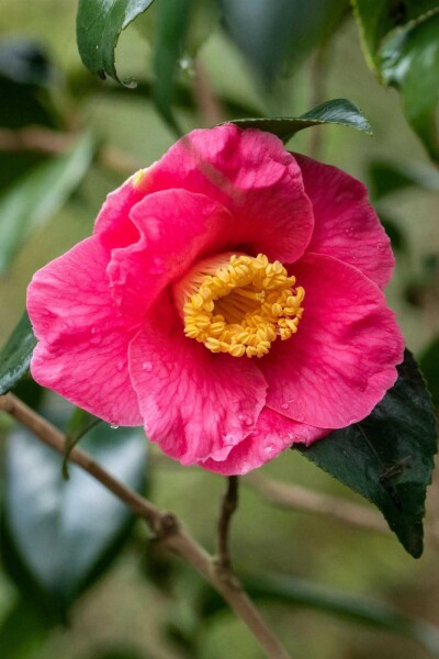 Camellia japonica 'Dr King'