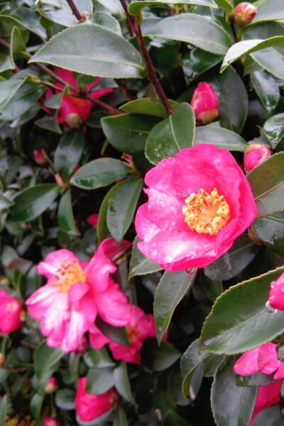 Camellia sasanqua Camellia sasanqua