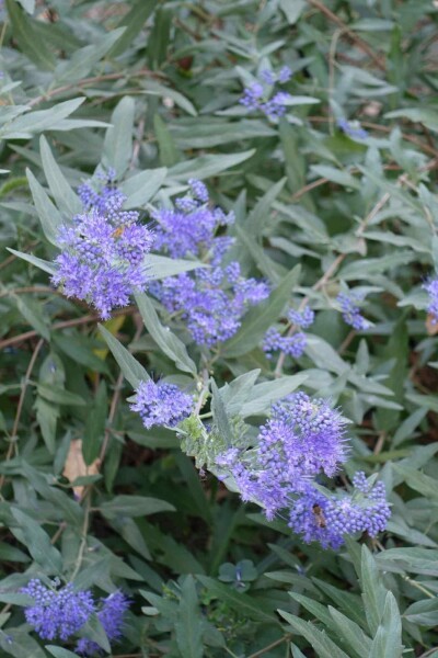 Caryopteris clandonensis Caryopteris clandonensis