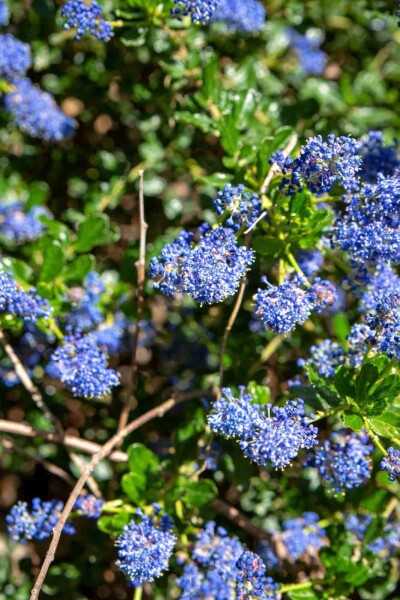 Ceanothus 'Blue Sapphire' Ceanothus 'Blue Sapphire'