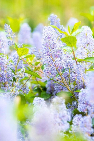 Ceanothus 'Gloire de Versailles'