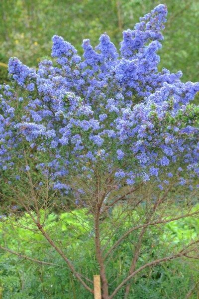 Ceanothus 'Puget Blue'