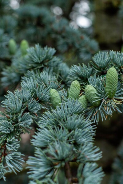 Cedrus libani 'Glauca' Cedrus libani 'Glauca'