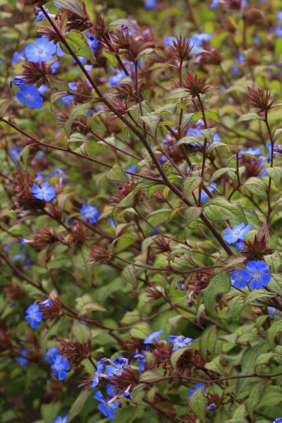 Ceratostigma willmottianum Ceratostigma willmottianum