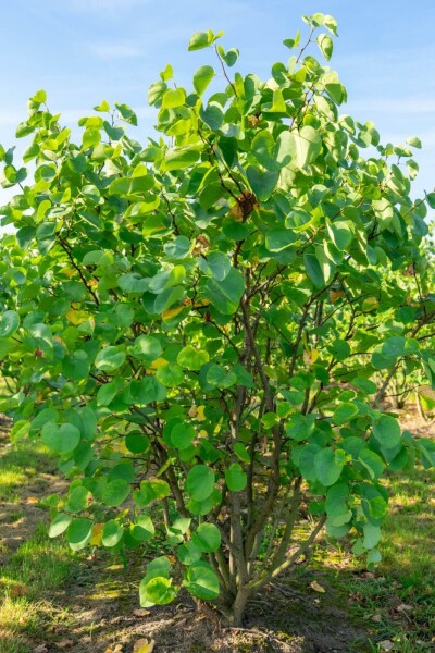 Cercis canadensis Cercis canadensis