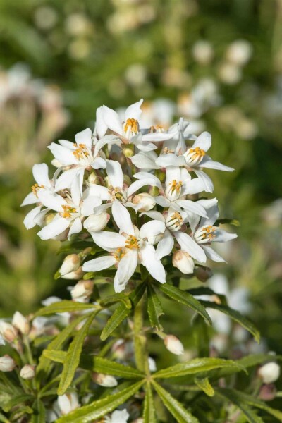 Choisya ternata 'White Dazzler' Choisya ternata 'White Dazzler'