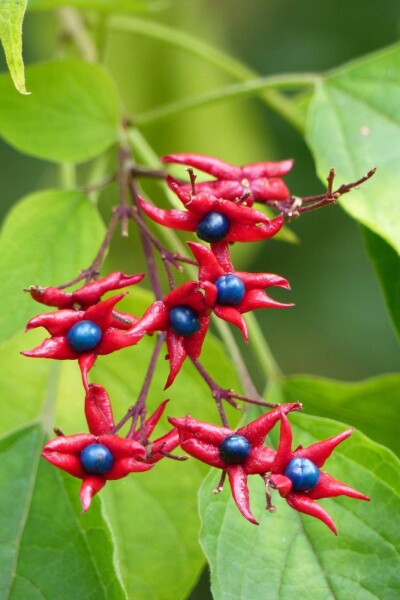 Clerodendrum trichotomum 'Fargesii' Clerodendrum trichotomum 'Fargesii'