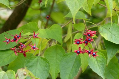 Clerodendrum trichotomum 'Fargesii'