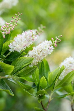 Clethra alnifolia C3 40-50