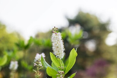 Clethra alnifolia struik 40-50 cm