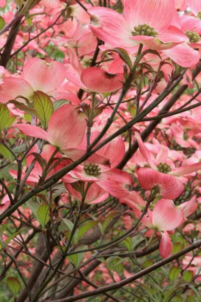 Cornus florida 'Cherokee Chief'