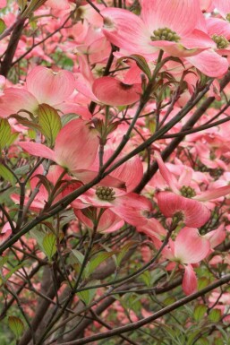 Cornus florida 'Cherokee Chief'