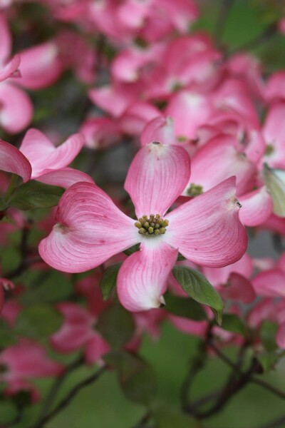 Cornus florida 'Rubra' struik Cornus florida 'Rubra' struik