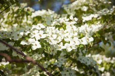 Cornus kousa chinensis struik 40-60 cm
