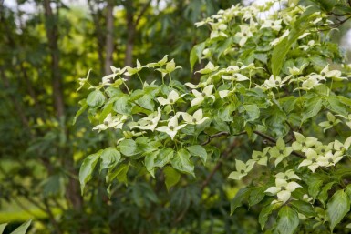 Cornus kousa chinensis struik 40-60 cm