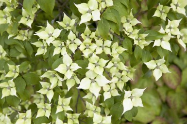 Cornus kousa chinensis struik 40-60 cm