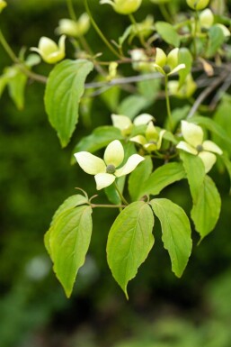 Cornus kousa chinensis struik 40-60 cm