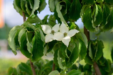 Cornus kousa chinensis struik 40-60 cm