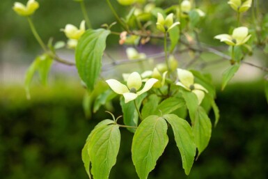 Cornus kousa chinensis struik 40-60 cm