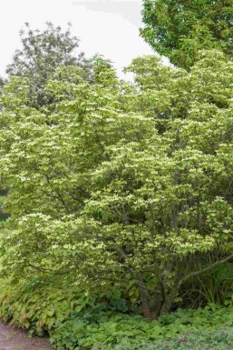 Cornus kousa chinensis struik 40-60 cm