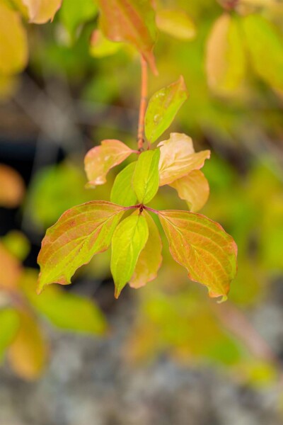 Cornus sanguinea 'Winter Beauty' Cornus sanguinea 'Winter Beauty'