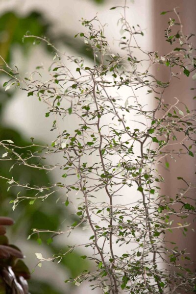 Corokia cotoneaster