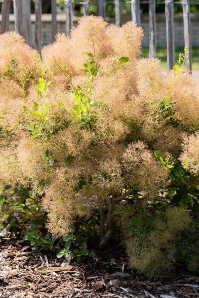 Cotinus coggygria Cotinus coggygria