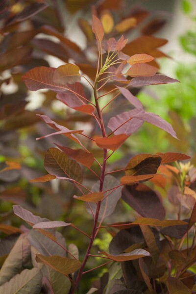 Cotinus 'Grace' Cotinus 'Grace'