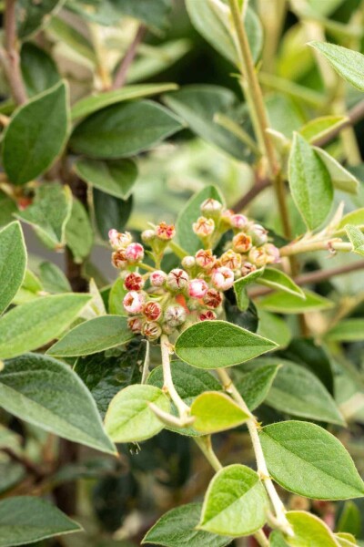 Cotoneaster franchetii Cotoneaster franchetii
