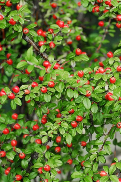 Cotoneaster suecicus 'Coral Beauty' Cotoneaster suecicus 'Coral Beauty'