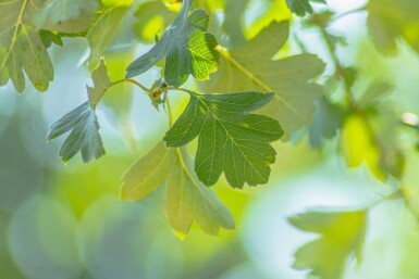 Crataegus monogyna struik 60-80 cm