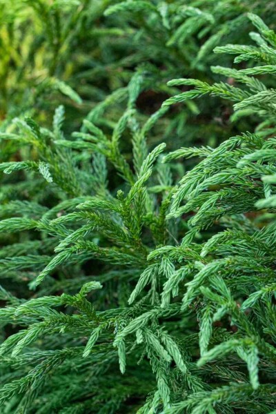 Cryptomeria japonica 'Globosa Nana' Cryptomeria japonica 'Globosa Nana'